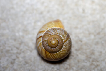 snail shell close up