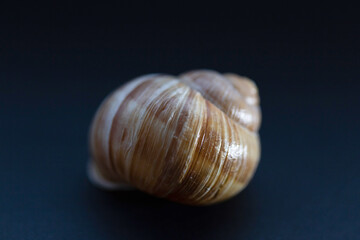 snail shell close up
