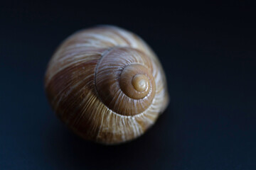 snail shell close up