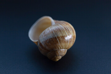snail shell close up