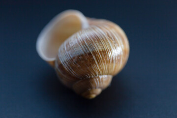 snail shell close up