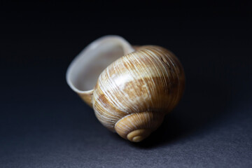 snail shell close up