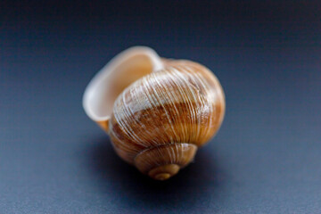 snail shell close up