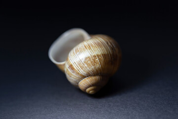 snail shell close up