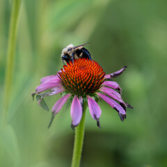 Bee on a flower