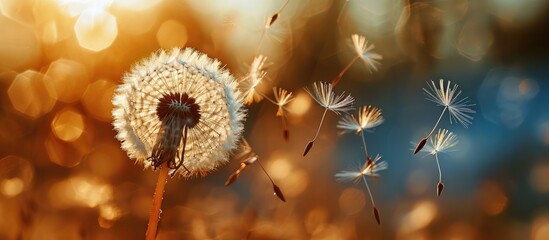 The dandelion gracefully sways in the wind, releasing its delicate seeds, carried away by the gentle breeze, spreading new beginnings far and wide. - obrazy, fototapety, plakaty