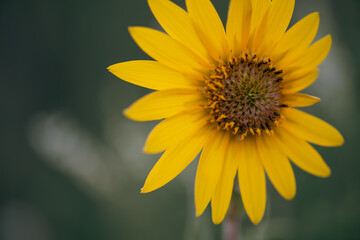 yellow sunflower close up