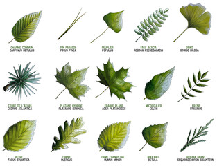 Illustrations de variétés de feuilles d'arbre détourées