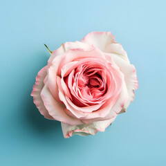 Beautiful, close-up top view of a pink rose flower isolated against a white background. Perfect for wedding invitation cards or as a concept for Valentine's Day or Mother's Day.