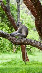 A vervet monkey in a tree in a nature reserve in Zimbabwe