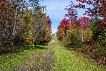 Obraz premium A trail in the Quebec fall colors