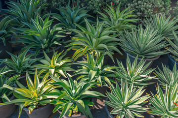 Large seedlings row blue agave plant grown for sale in pots outdoors at a garden center plantation.