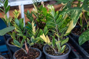 Zamioculcas variegated eternity plant or emerald palm. It's tropical plant also used as houseplant.