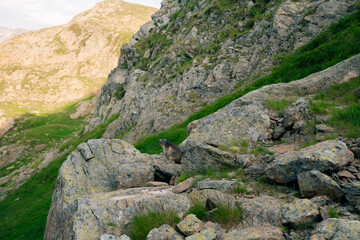 A marmot in mountain, in the Catalan Pyrenees, spain