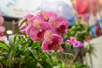 Beautiful Phalaenopsis pink purple orchids with beautiful flowers and green leaves.