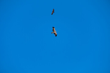 Hieraetus pennatus. Booted Eagle in flight with blue sky with clouds in the background.