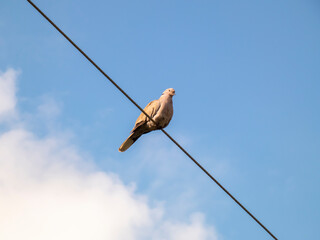 A turtle dove perched on a high tension line cable.
