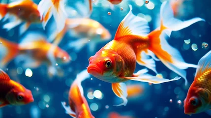 Foto op Canvas Beautiful colorful goldfish in the water © Inlovehem