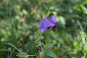 View from the back of a dark purple colored Torenia genus Wishbone flower