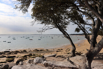 Pinien am Strand von Noirmoutier, Atlantikküste, Frankreich