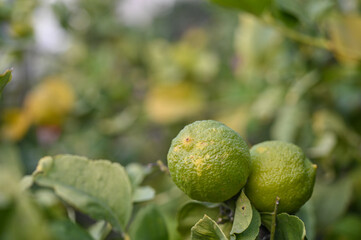 delicious juicy lemons on a tree in the garden in winter on the Mediterranean 1