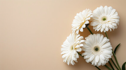 Floral background with bouquet made of white gerberas on beige background. Flat lay, top view. Woman day, mother's day background - Generative AI