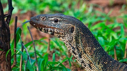 Tasting the air. A Water Monitor (Varanus niloticus) in Zimanga Private Game Reserve, KwaZulu Natal.