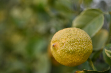 delicious juicy lemons on a tree in the garden in winter on the Mediterranean 2