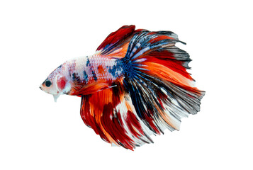 Long tail and fin with multicolor include red, blue, white and yellow swim with turn body to left side on white background.