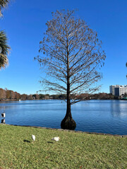 Bald cypress trees and skyscrapers  in Lake Eola park in Orlando. Florida, USA