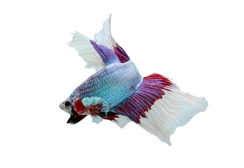 Multicolor long tail and fin with main color as blue and purple swim on white background and look to left side with aggressive action.