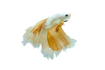 Close up Siam betta fighting fish with long tail and fin with main color as light lellow look to right side with aggressive action on white background.