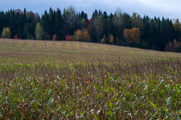 Obraz premium A corn field in the fall colors