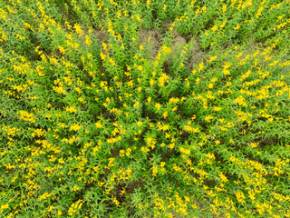 Obraz premium Drone shot from above The yellow multi-flowered flowers are hemp flowers native to Asia. The environment is like a foreign view. It is spacious and looks fresh and outstanding.