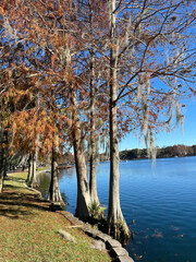 bald cypress trees in Lake Eola park in Orlando. Florida, USA