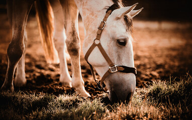 A beautiful white horse grazes in an autumn meadow on a farm and eats grass. Horse care and...