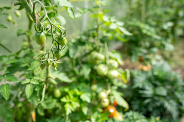Fresh young tomato plants on branch in greenhouse. Green tomatoes plantation. Organic farming,