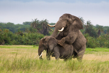 Miłość słoni na afrykańskiej sawannie w Amboseli National Park Kenya - obrazy, fototapety, plakaty