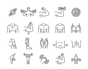 Plakat Set of muscles line icons. Human body parts, muscle tissue, biceps, quadriceps, deltoid and calf. Bodybuilding, workout and exercises. Outline simple vector collection isolated on white background