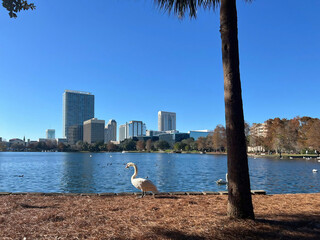 Mute swans, trees and skyscrapers in Lake Eola park in Orlando. Florida, USA