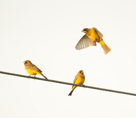 Red & Black Headed Bunting