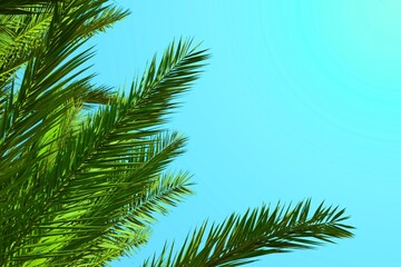 tropical palm leaves on blue gradient summer background. Green palm tree  isolated on spring ...