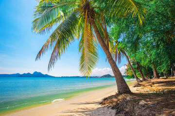 Beautiful coconut palm tree on tropical beach