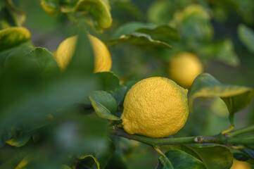 juicy lemons on a tree in a garden in winter in Cyprus 4