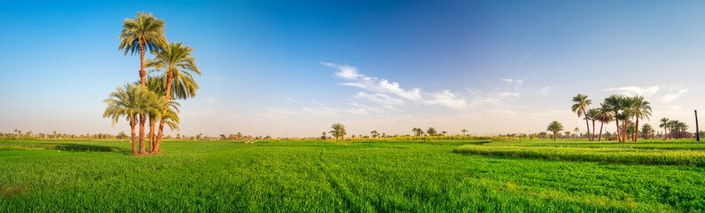 Beautiful geen fields at sunset time, Luxor, Thailand - obrazy, fototapety, plakaty