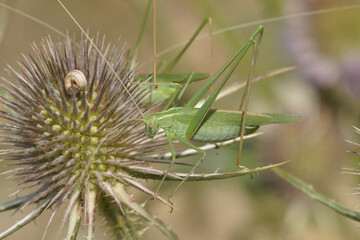 Closeup on a mediterranean Lily Bush-cricket, Tylopsis lilifolia sitting in the vegetation