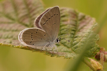 Vertical closeup on the Small blue butterfly, Cupido minimus, sitting on a leaf