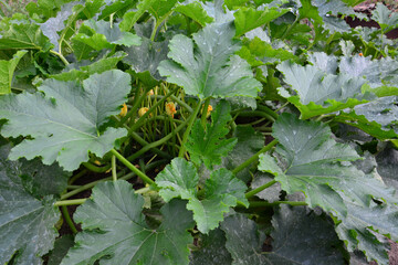 zucchini plant with green leaves isolated on the ground in the garden