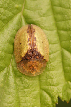 Vertical close up of the green thistle tortoise beetle, Cassida vibex , sitting on a green leaf