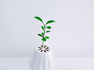 Pictured is a young lemon tree growing at the bottom of a white pot. It has a green stem and...